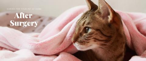 Caring for Your Dog or Cat After Surgery 