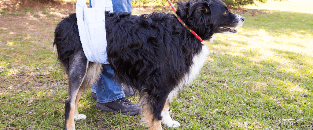 My Dog Tore Its Cruciate Ligament, Now What?